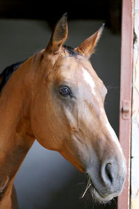 Close-up of horse in stable