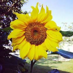 Close-up of sunflower