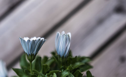 Close-up of white flowering plant