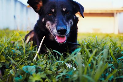 Portrait of dog sticking out tongue on field