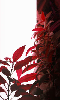 Close-up of leaves against white background