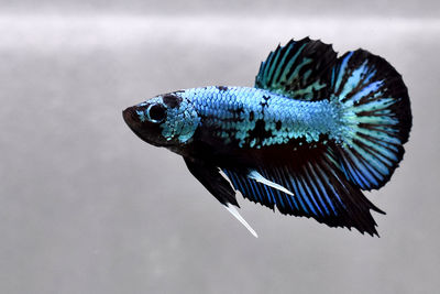 Blue samurai dragon halfmoon plakat betta fish, siamese fighting fish in isolated grey background