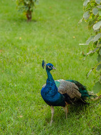 High angle view of a peacock on field