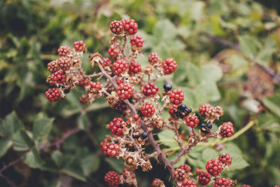 Close-up of red berries growing on tree