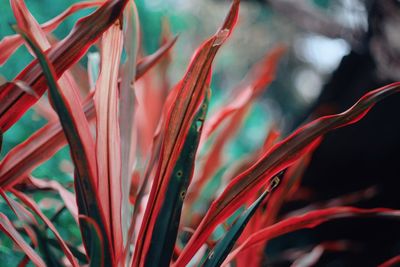 Close-up of red flower