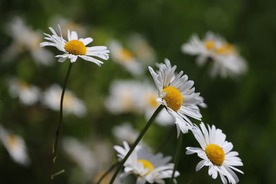 Close-up of white daisy flowers