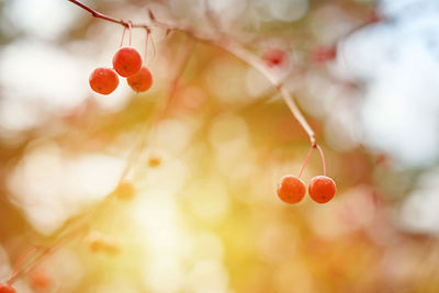 Close-up of red berries growing on tree