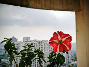 Close-up of red flower against sky