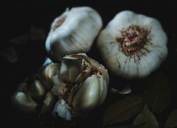 Close-up of pumpkins against black background