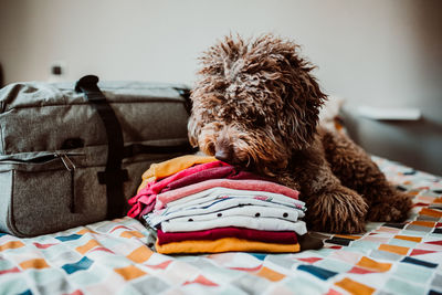 Dog relaxing on bed at home