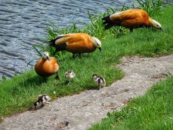 High angle view of mallard duck on field by lake