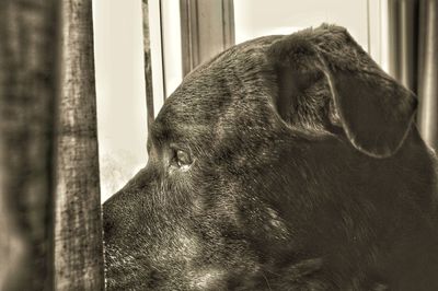 Close-up of dog at home