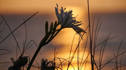 Close-up of silhouette plants against sky during sunset