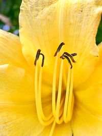 Close-up of yellow flower