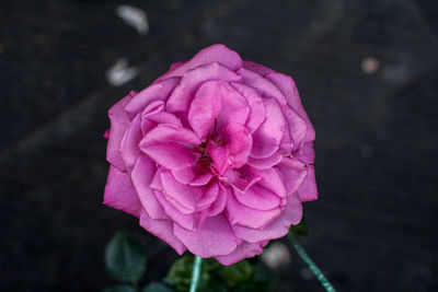 Close-up of purple rose blooming outdoors