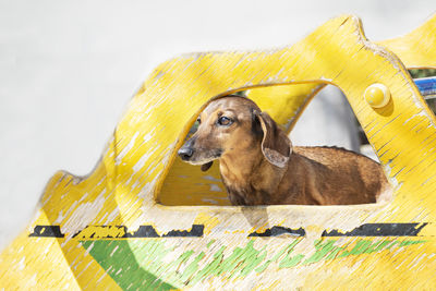 Close-up of a dog looking away