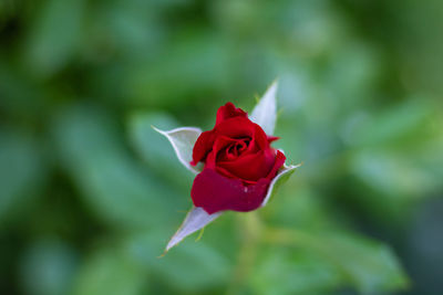 Close-up of red rose