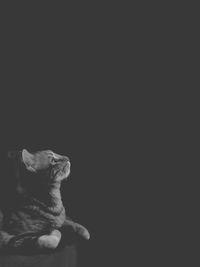 Close-up of dog against black background