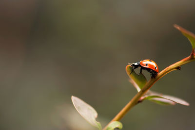 Close-up of ladybug on plant