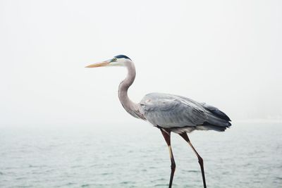 View of a bird on the sea