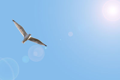 Low angle view of seagull flying in sky