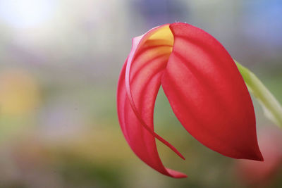 Close-up of red flower