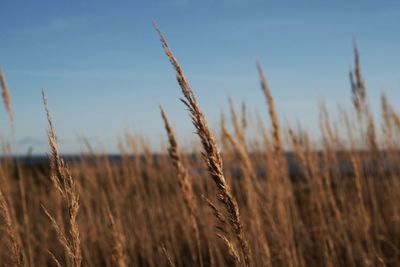 Close-up of wheat growing on field against sky