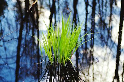 Close-up of fresh plants in water against sky