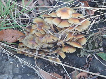 Close-up of mushrooms