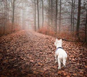 Puppy walking in forest during autumn