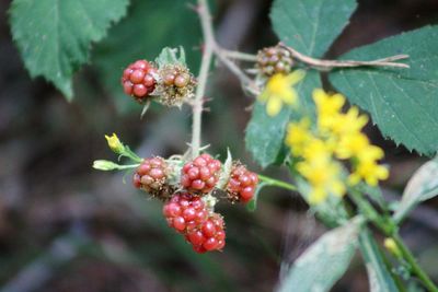 Close-up of berries growing on tree