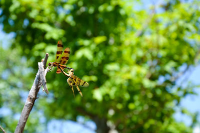 Low angle view of butterfly on tree