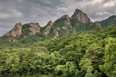 nature