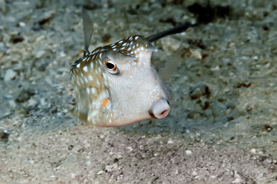 High angle view of fish swimming in sea