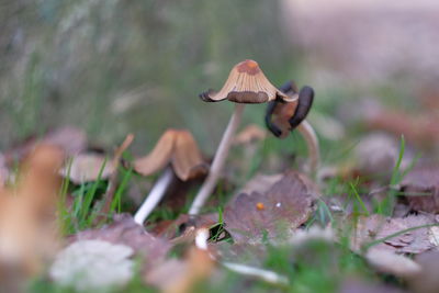 Close-up of mushroom growing on field