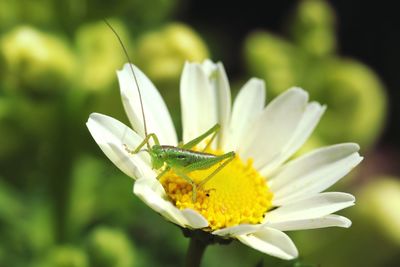 Close-up of insect on white flower