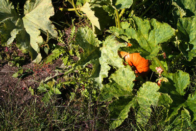 Close-up of vegetables on plant