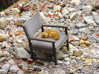 High angle view of cat sleeping on chair amidst stones