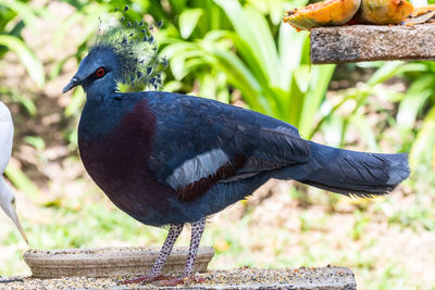 Close-up of bird perching