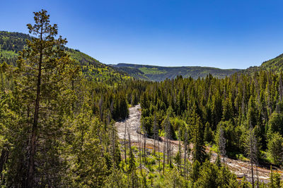 Scenic view of pine trees against sky