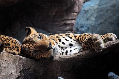 Tiger relaxing on rock