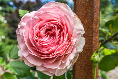 A macro shot of a pink rose.