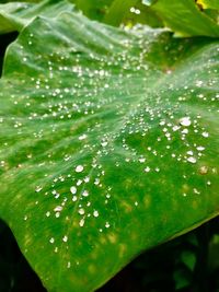 Close-up of water drops on leaves