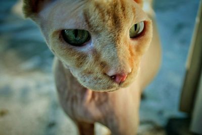 Close-up portrait of a dog