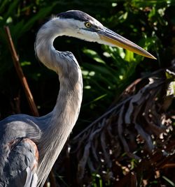 Close-up of gray heron