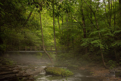 Scenic view of forest