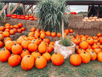 Pumpkins in market for sale