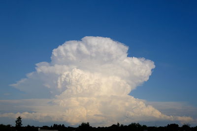 Low angle view of trees against blue sky