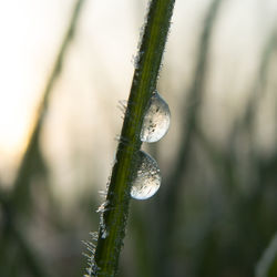 Close-up of grass