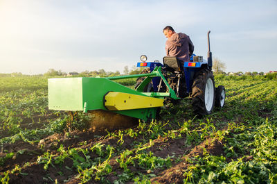 Farmer digs out a crop of potatoes with a digger. harvest first potatoes in early spring. farming 